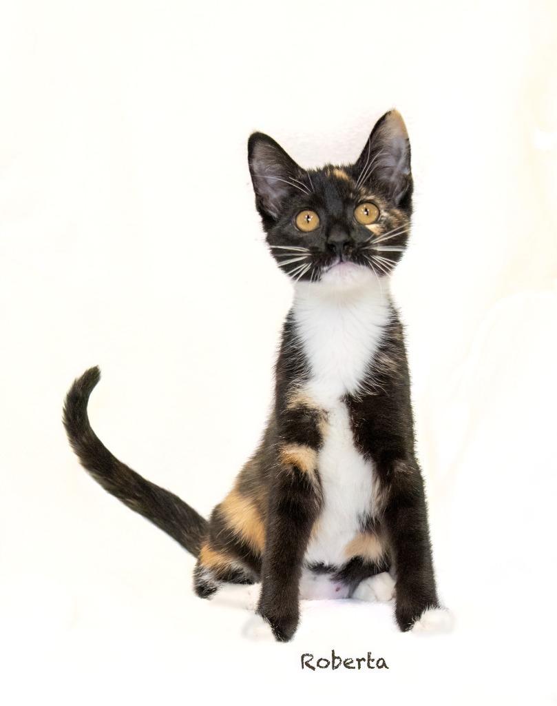 Roberta, Adoptable, Kitten Female Domestic Medium Hair.