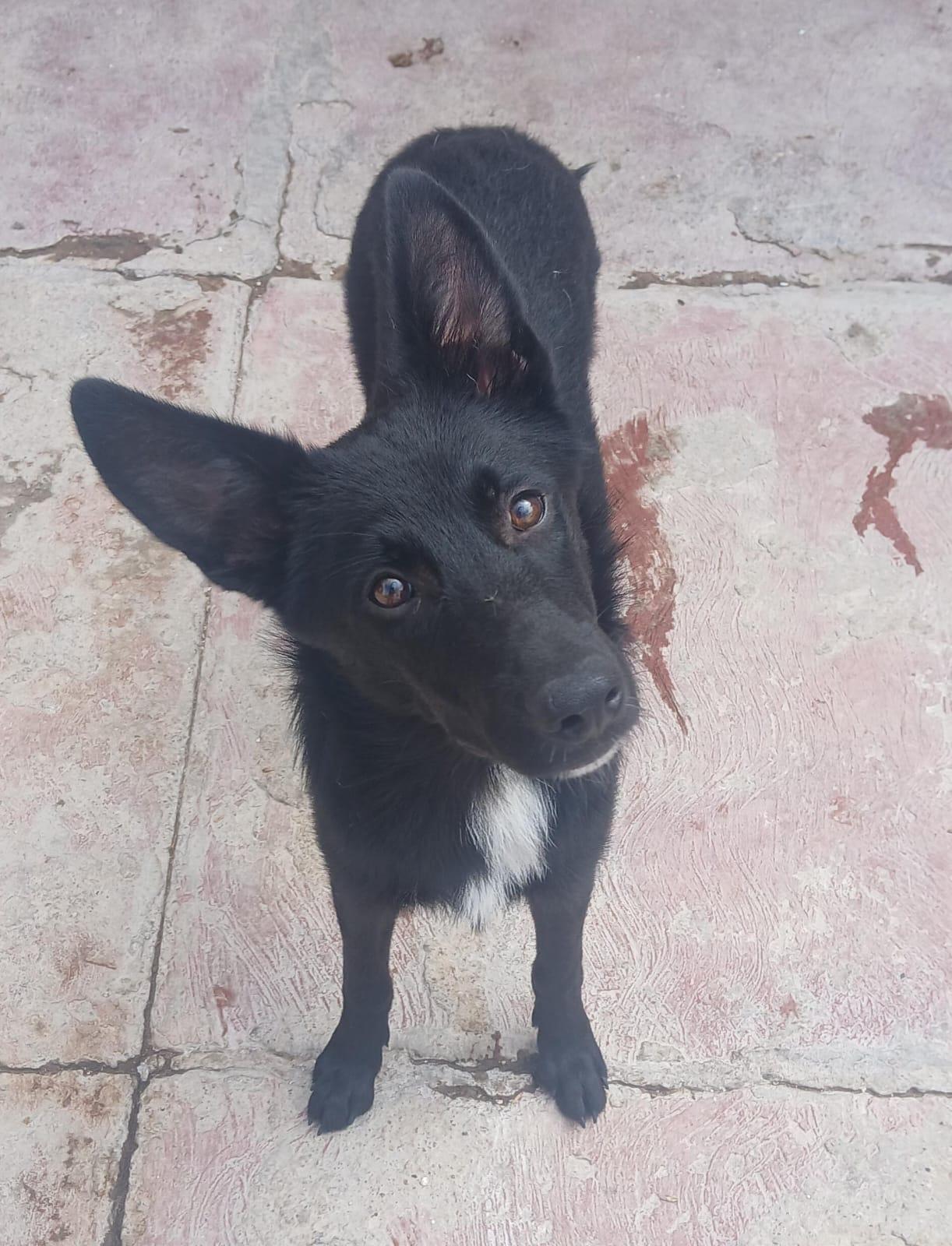 Jacobo, a Adoptable mixed breed in Sherwood, OR image 2/2