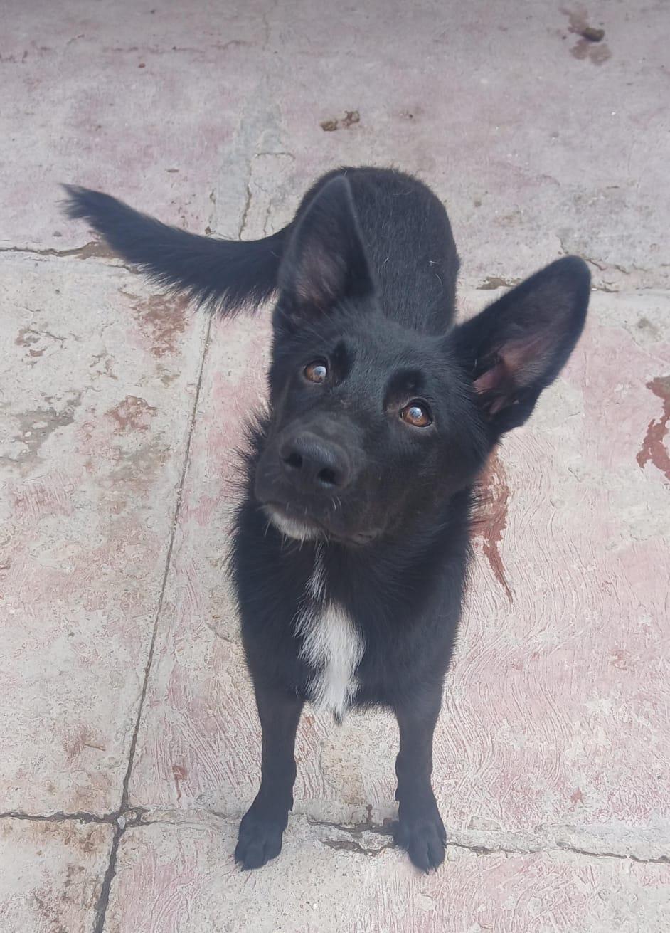 Jacobo, Adoptable, Young Male Shepherd & Border Collie.