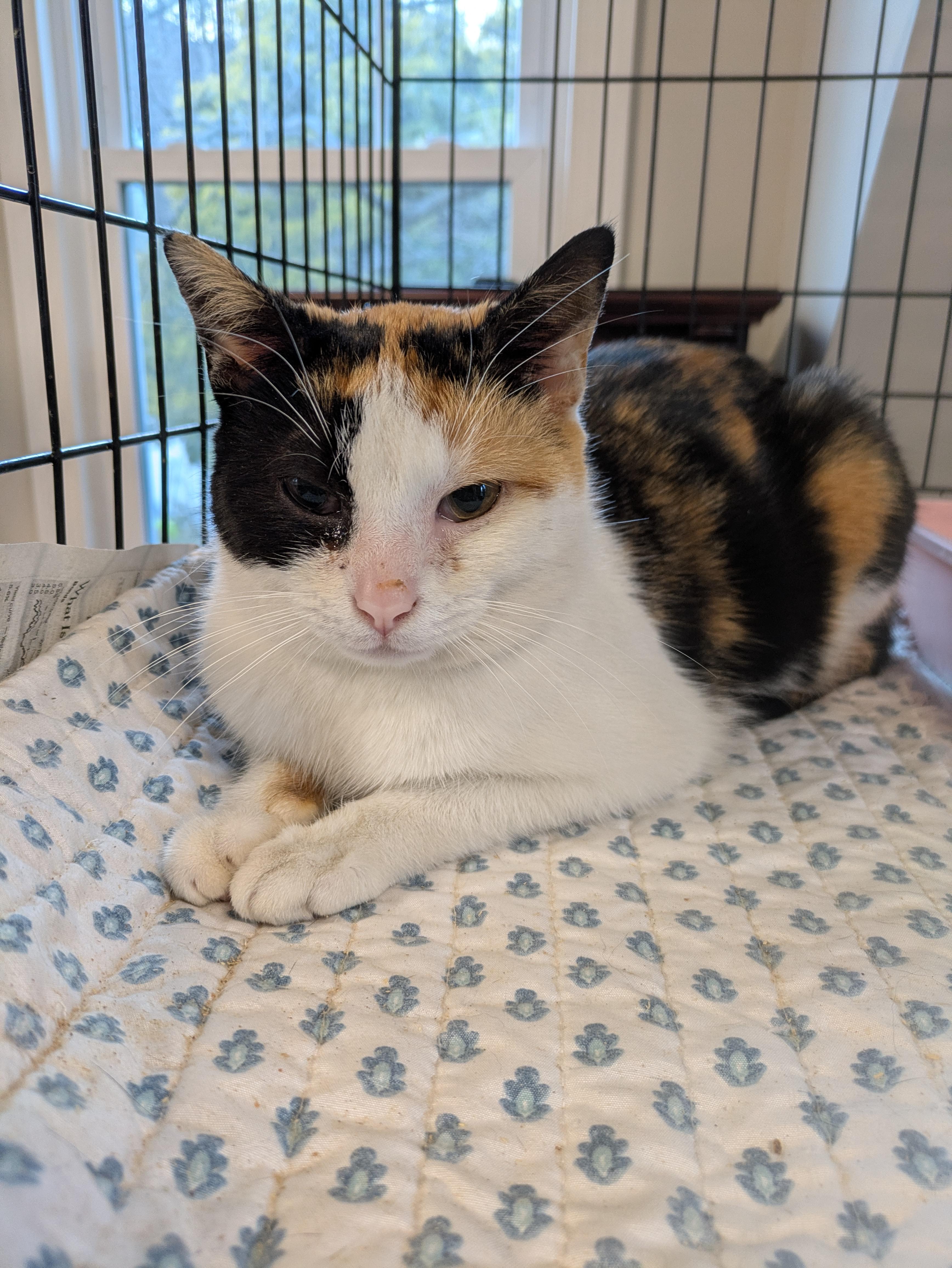 Muse , ADOPTABLE, Young Female American Shorthair.