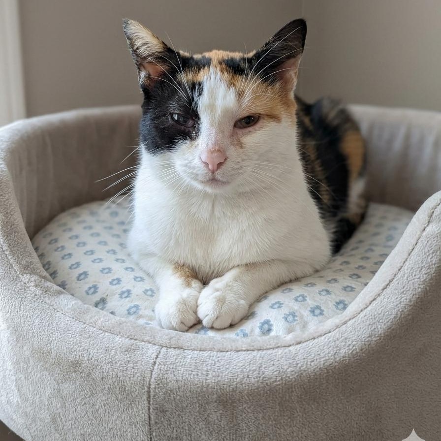 Enlarge Muse , a ADOPTABLE American Shorthair in Montclair, NJ image 2/2