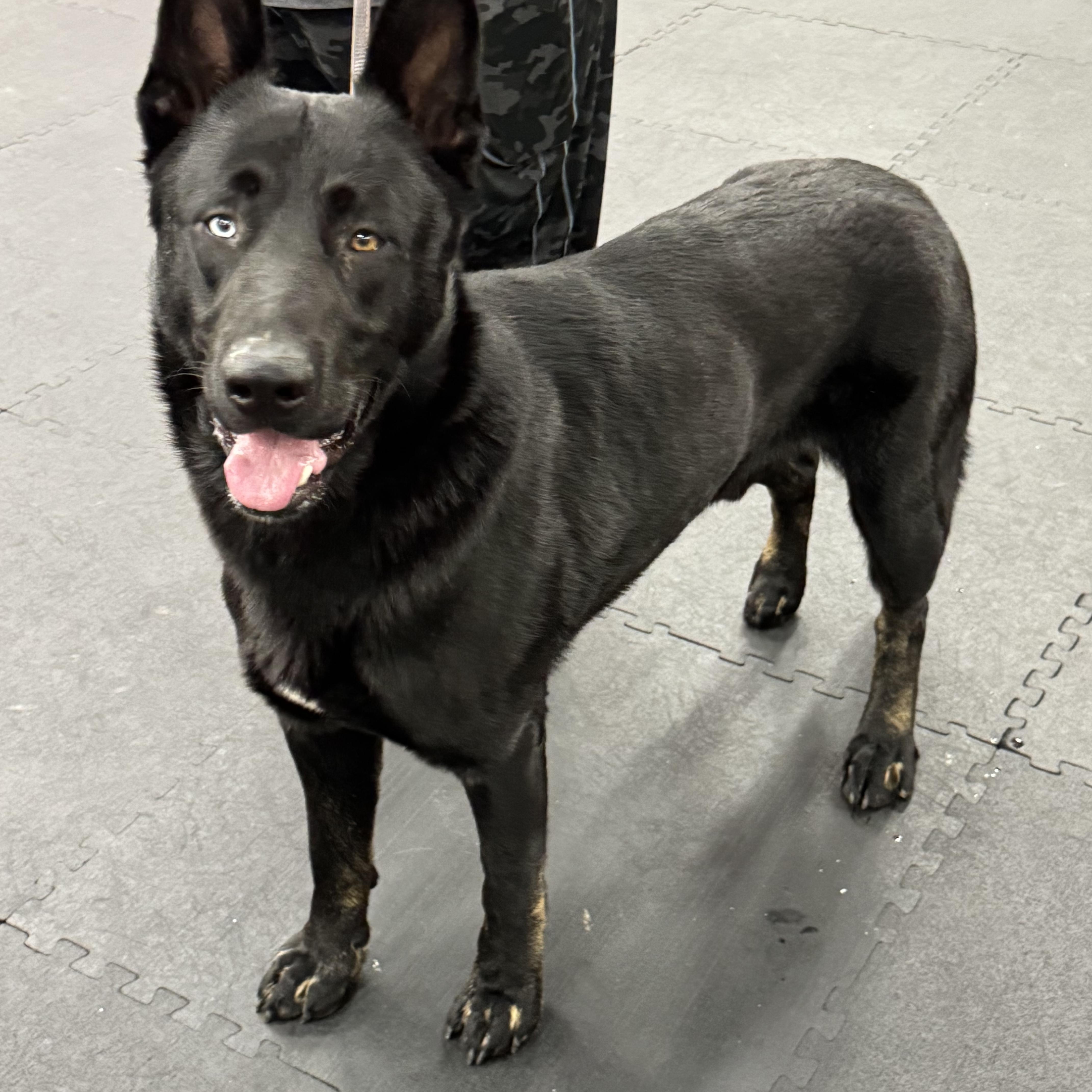 Enlarge Thore, an adoptable mixed breed in North Bend, OR image 2/2