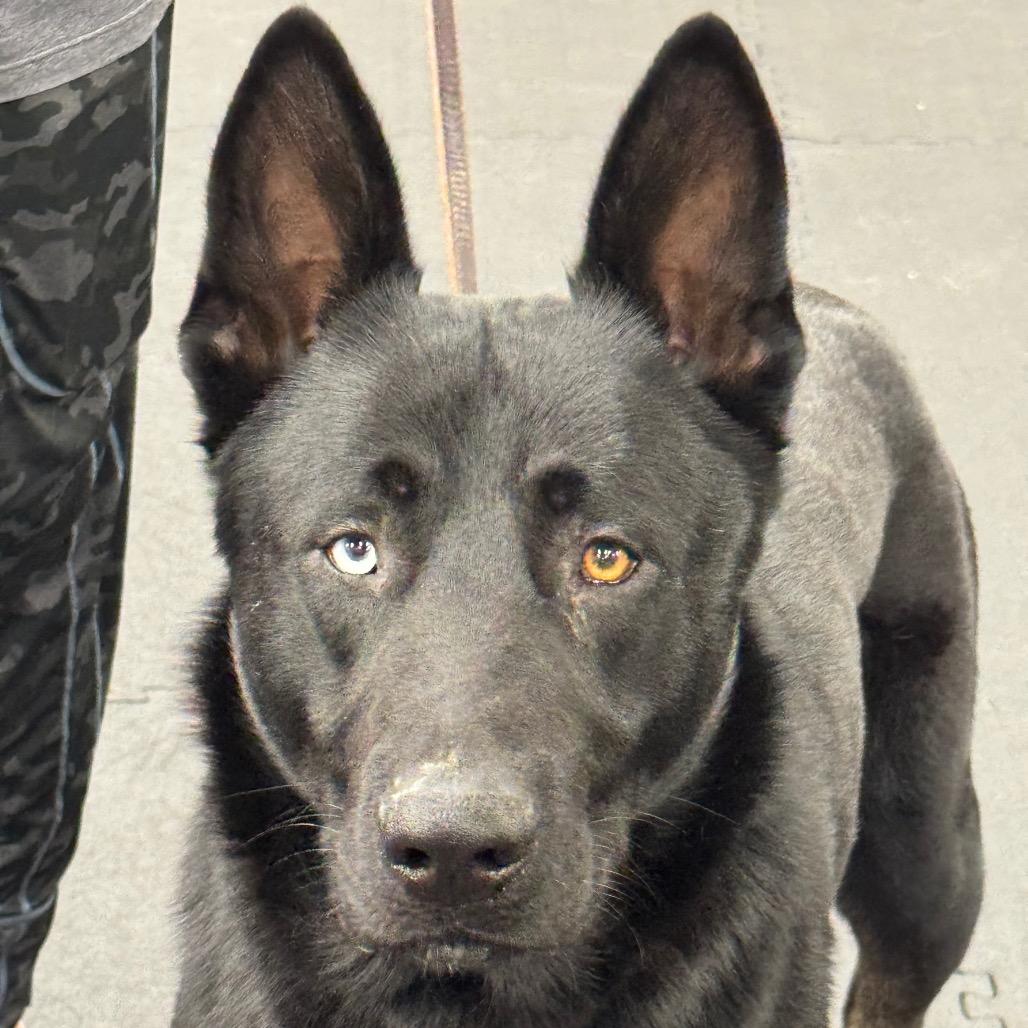 Thore, adoptable, Senior Male German Shepherd Dog & Husky.