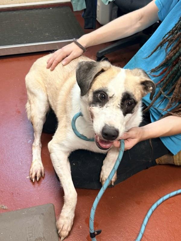 Maddox, Adoptable, Adult Male Shepherd.