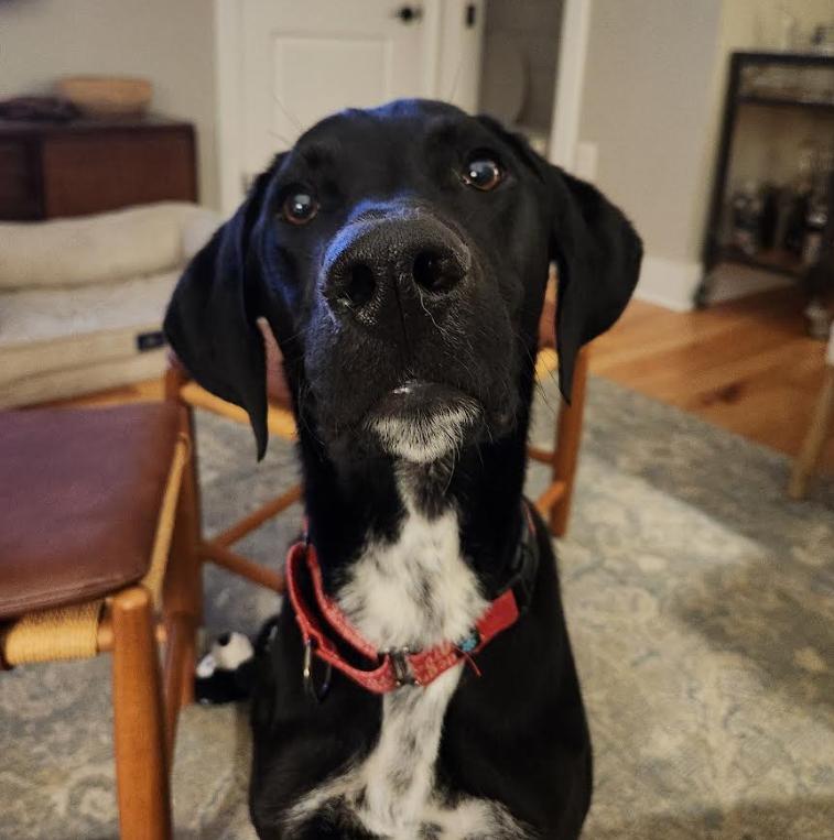 Encore, Adoptable, Young Male Labrador Retriever & Mixed Breed.
