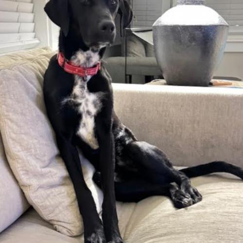 Enlarge Encore, a Adoptable mixed breed in Washington DC, DC image 1/3