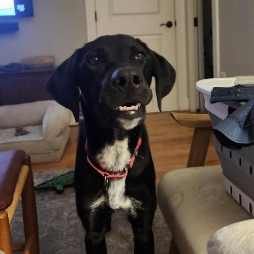 Enlarge Encore, a Adoptable mixed breed in Washington DC, DC image 2/3