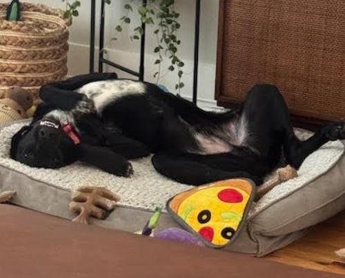 Enlarge Encore, a Adoptable mixed breed in Washington DC, DC image 3/3