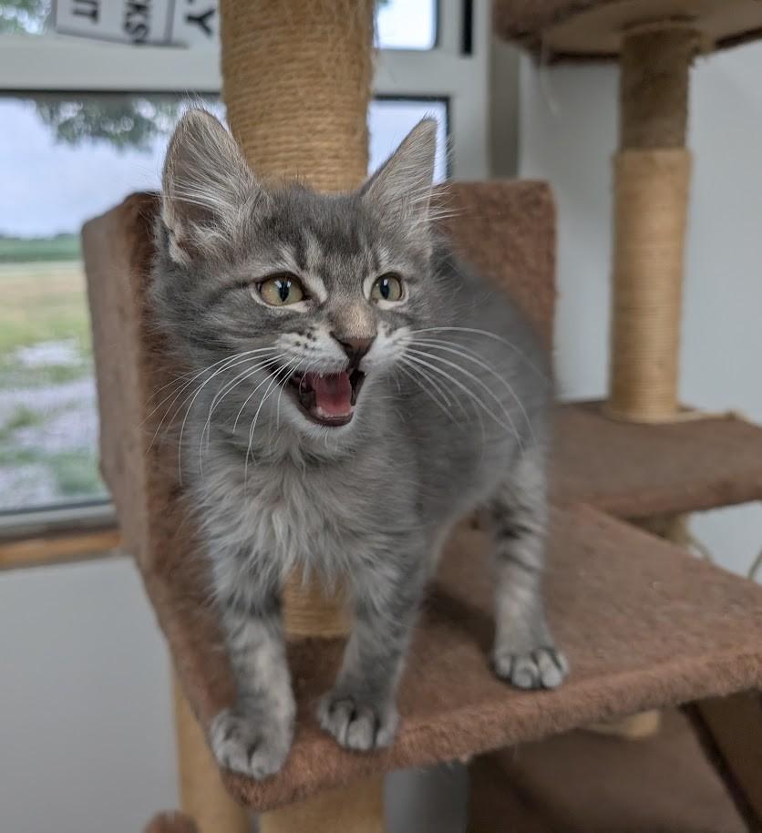 Enlarge Ziggy, a Adoptable Domestic Short Hair in Carthage, IL image 5/6