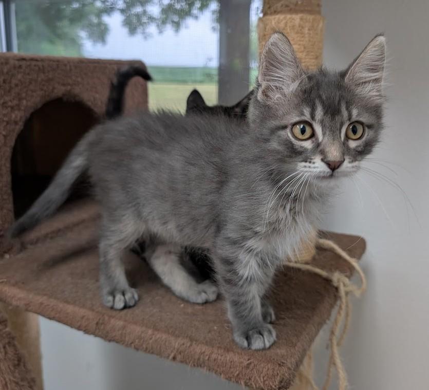 Enlarge Ziggy, a Adoptable Domestic Short Hair in Carthage, IL image 4/6