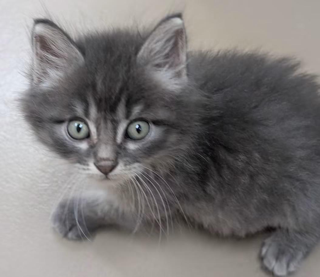 Ziggy, Adoptable, Kitten Female Domestic Short Hair.