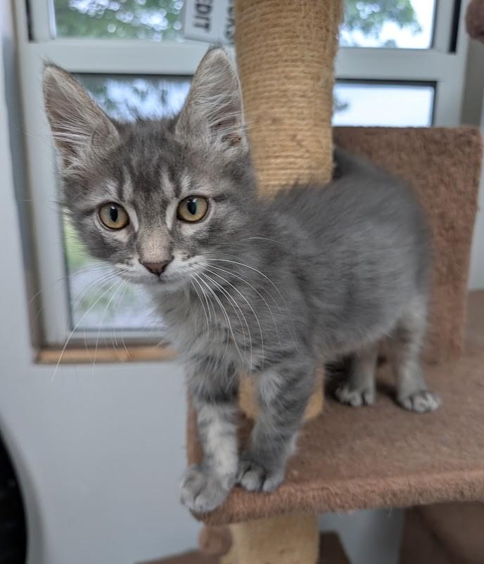 Enlarge Ziggy, a Adoptable Domestic Short Hair in Carthage, IL image 2/6