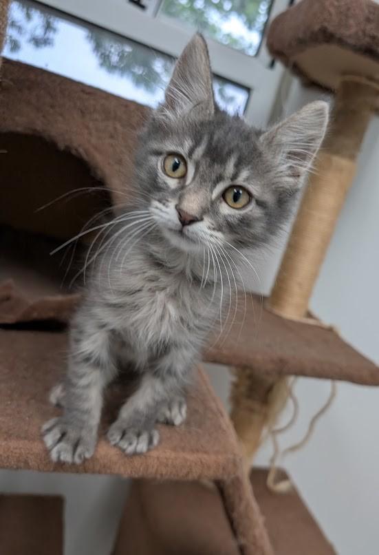 Enlarge Ziggy, a Adoptable Domestic Short Hair in Carthage, IL image 6/6