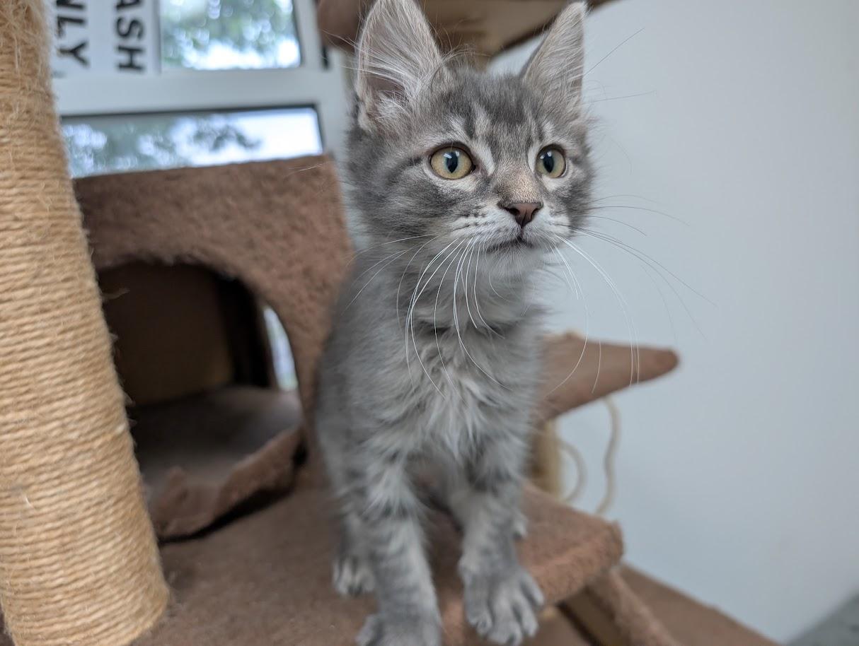 Enlarge Ziggy, a Adoptable Domestic Short Hair in Carthage, IL image 3/6