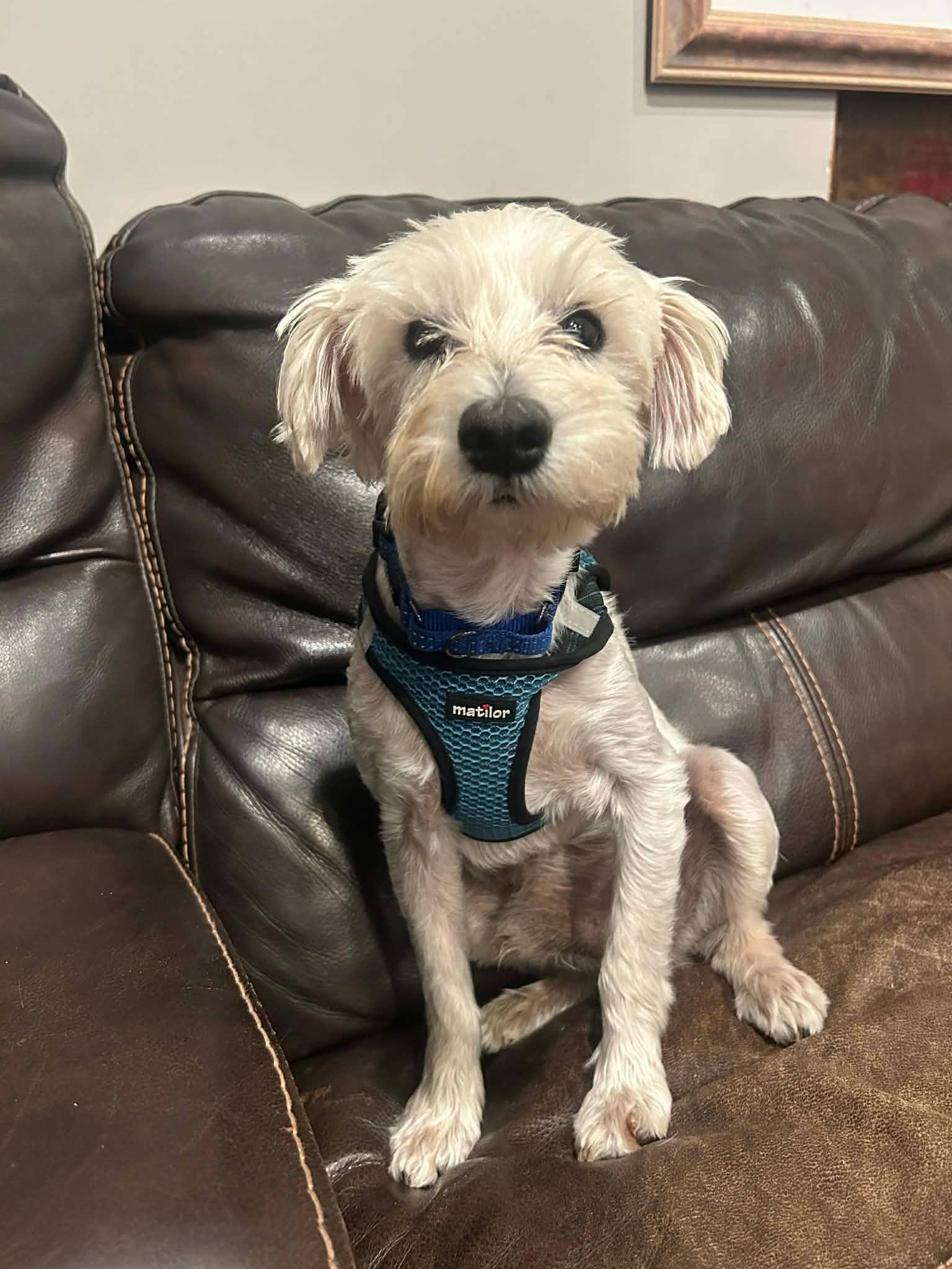 Enlarge Guillermo, an adopted mixed breed in Valley Stream, NY image 2/6