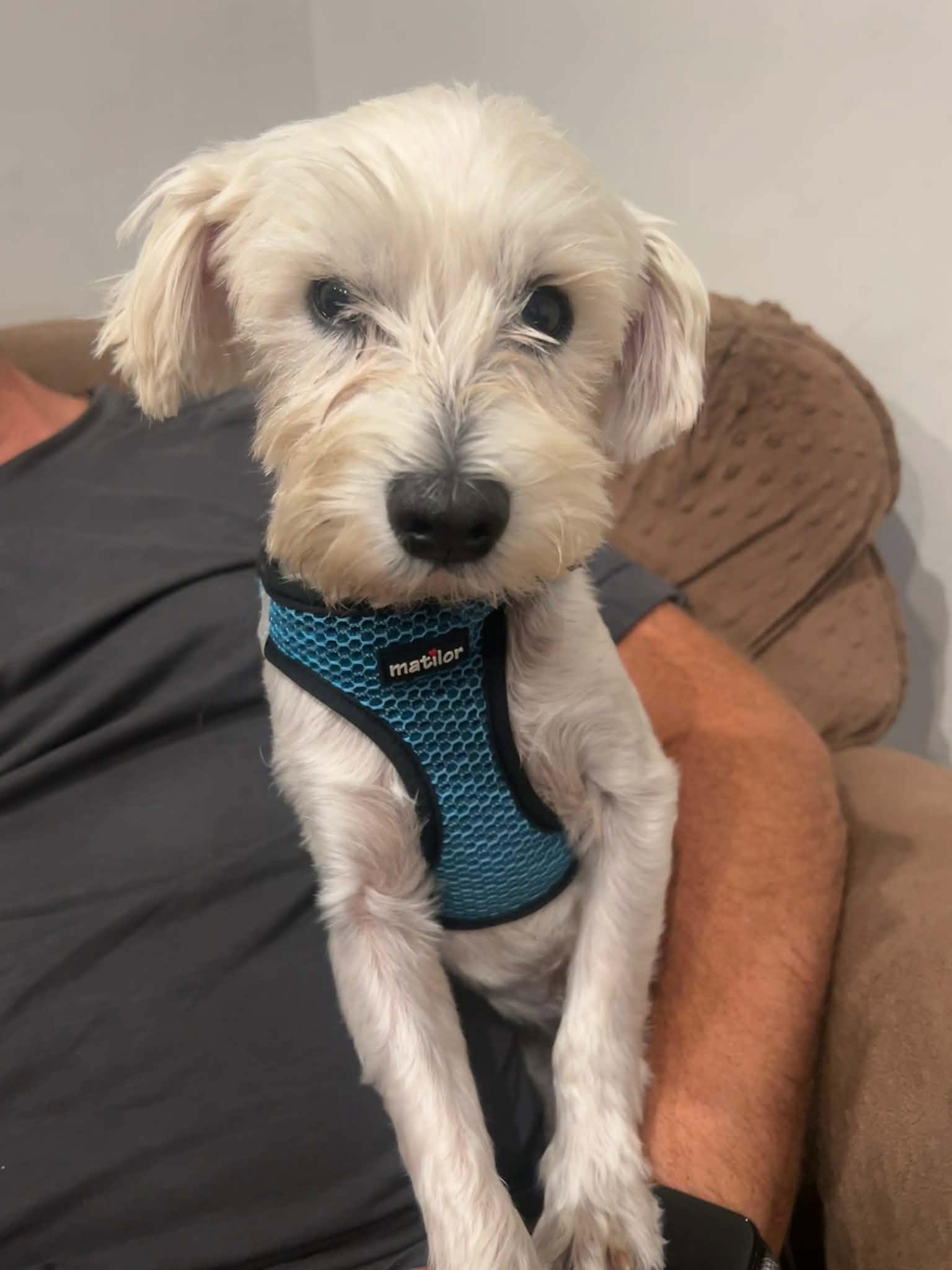 Guillermo, adopted, Adult Male West Highland White Terrier / Westie.