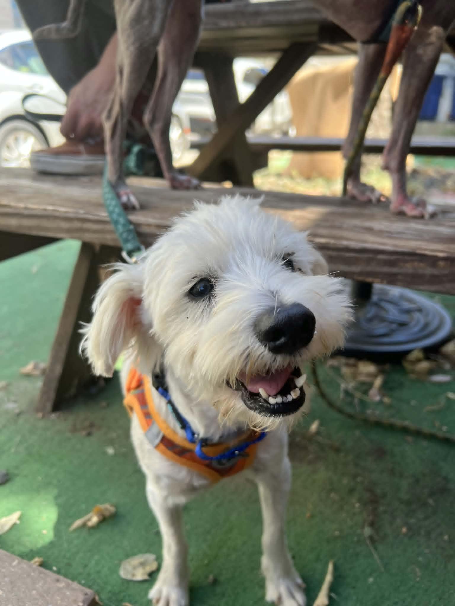 Enlarge Guillermo, an adopted mixed breed in Valley Stream, NY image 5/6