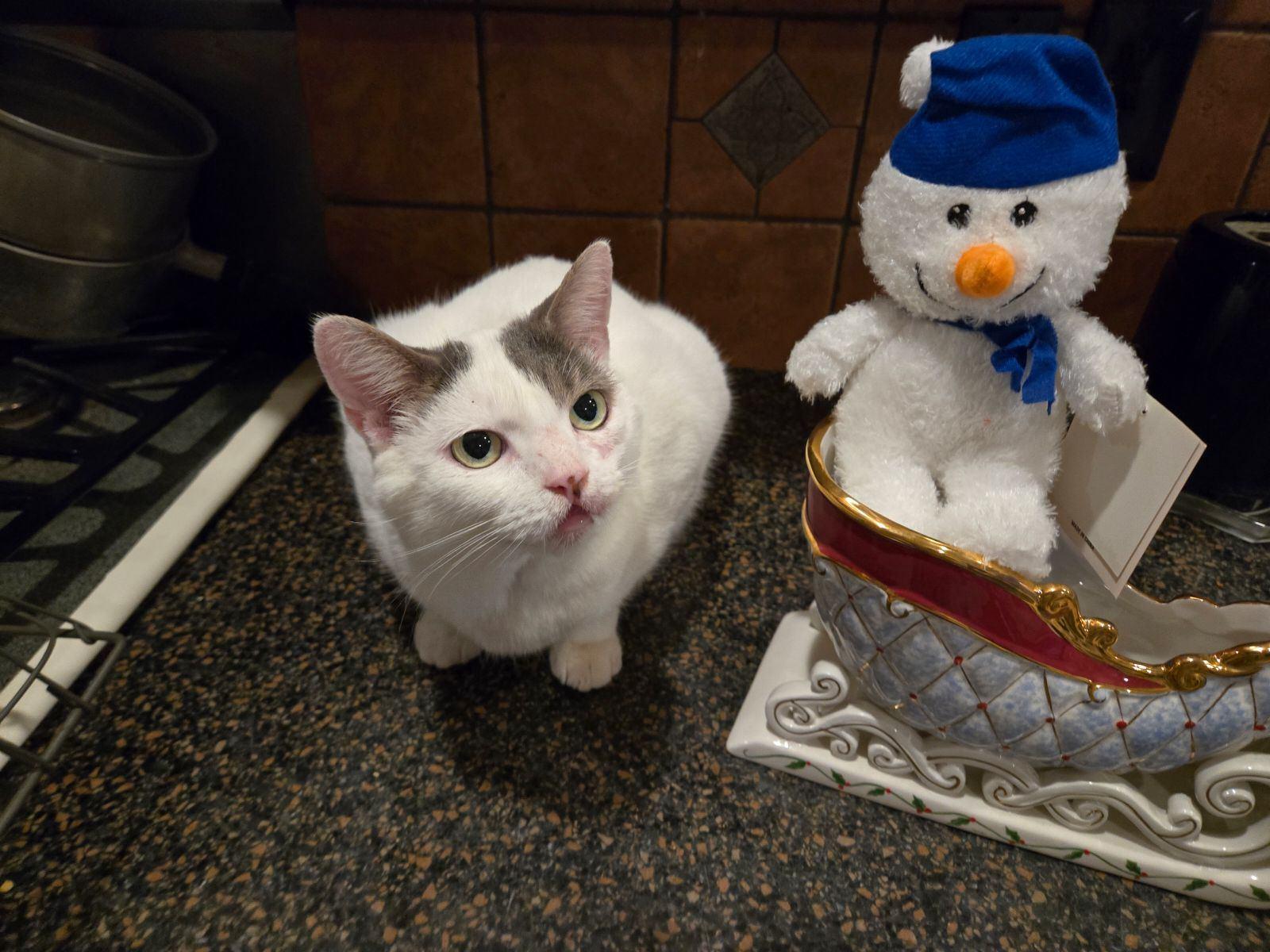Dove the Snow Bunny 2