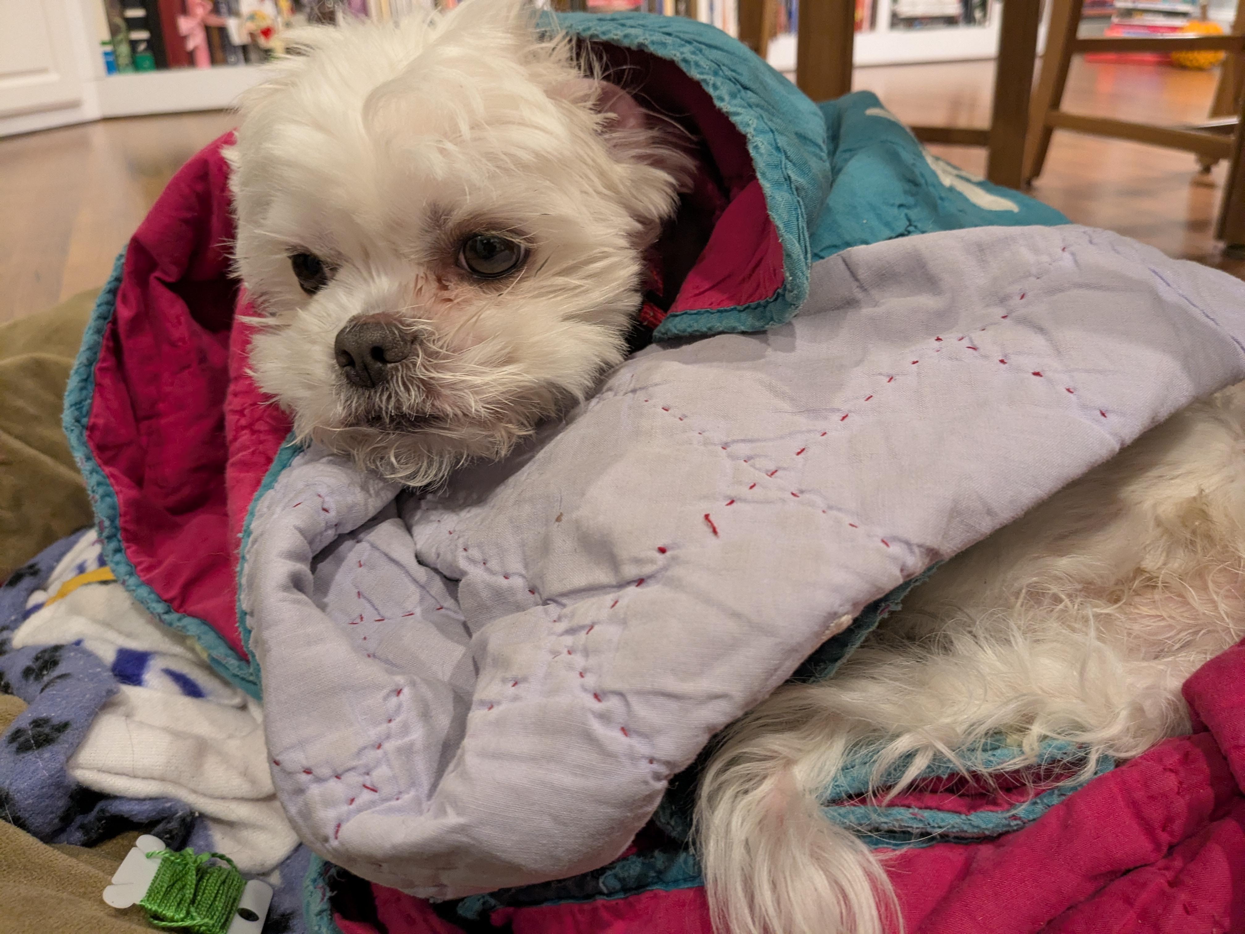 Enlarge Lily PENDING ADOPTION, an adoptable mixed breed in South Portland, ME image 2/6