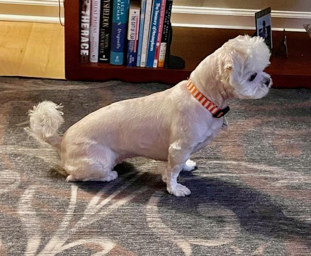 Enlarge Lily PENDING ADOPTION, an adoptable mixed breed in South Portland, ME image 4/6