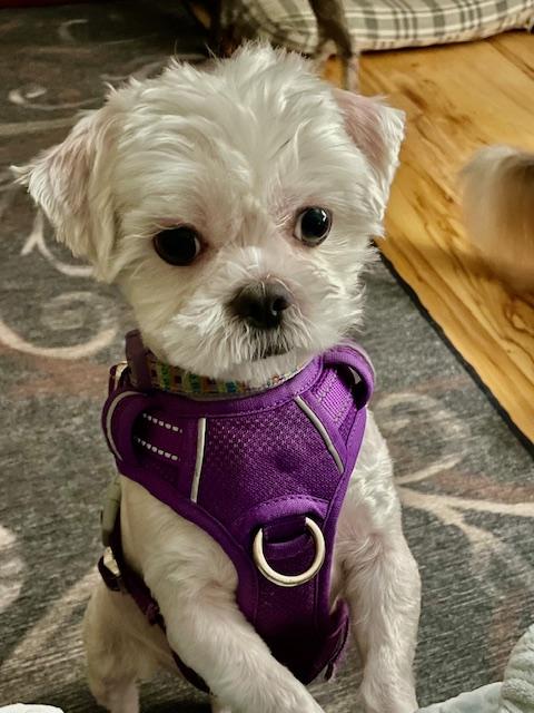 Enlarge Lily PENDING ADOPTION, an adoptable mixed breed in South Portland, ME image 5/6