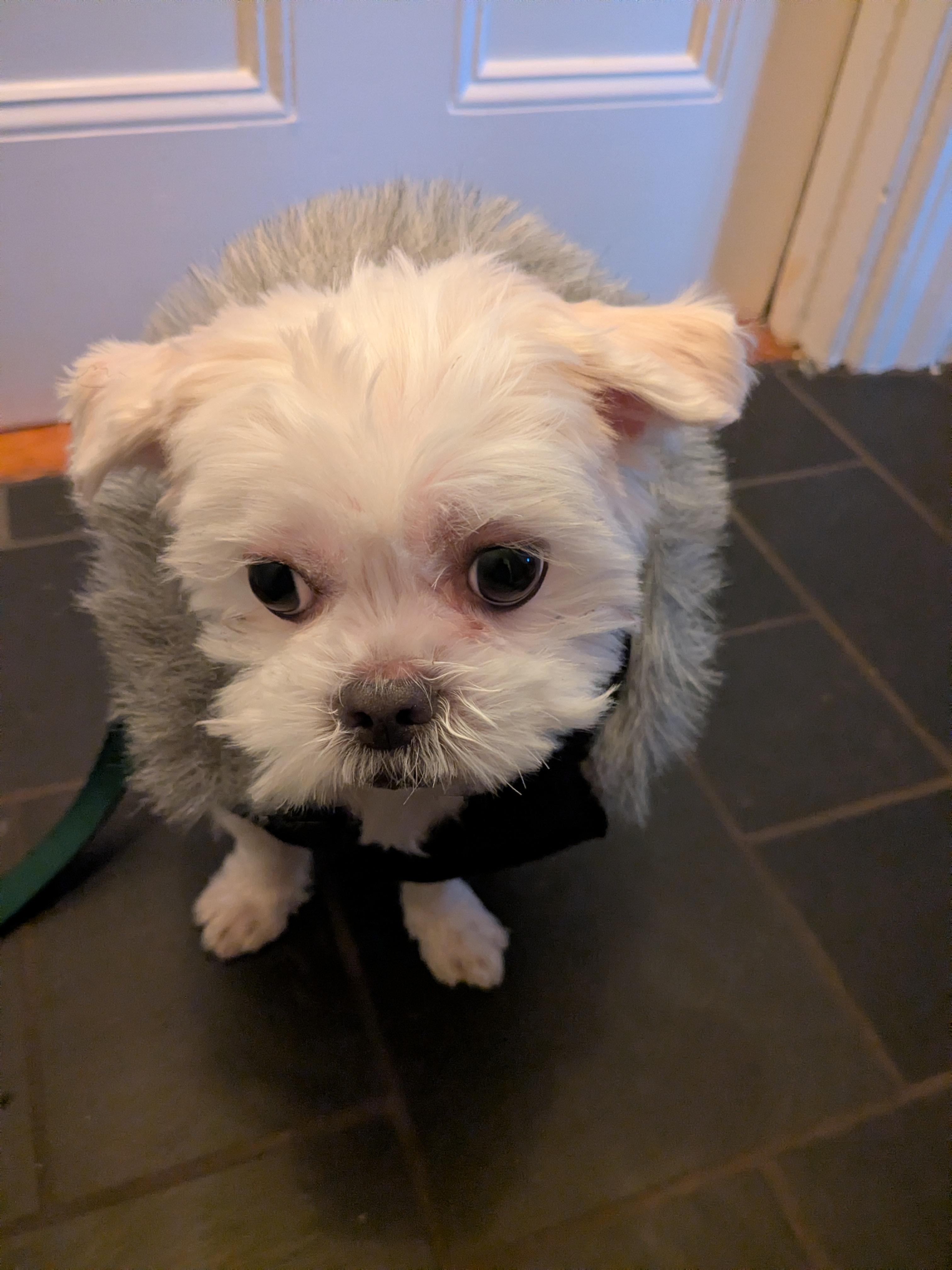 Enlarge Lily PENDING ADOPTION, an adoptable mixed breed in South Portland, ME image 6/6