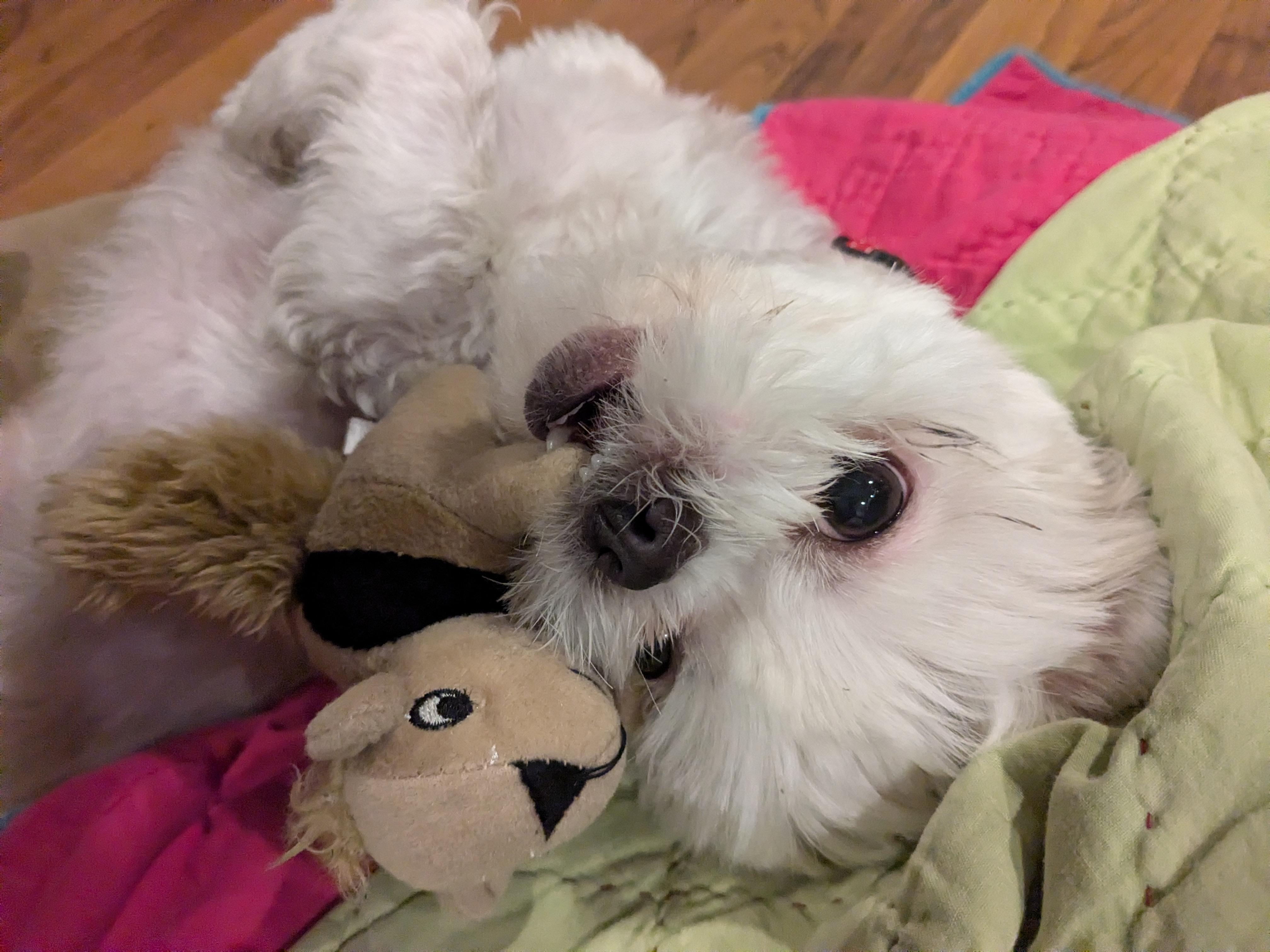 Lily PENDING ADOPTION, adoptable, Adult Female Maltese & Shih Tzu.