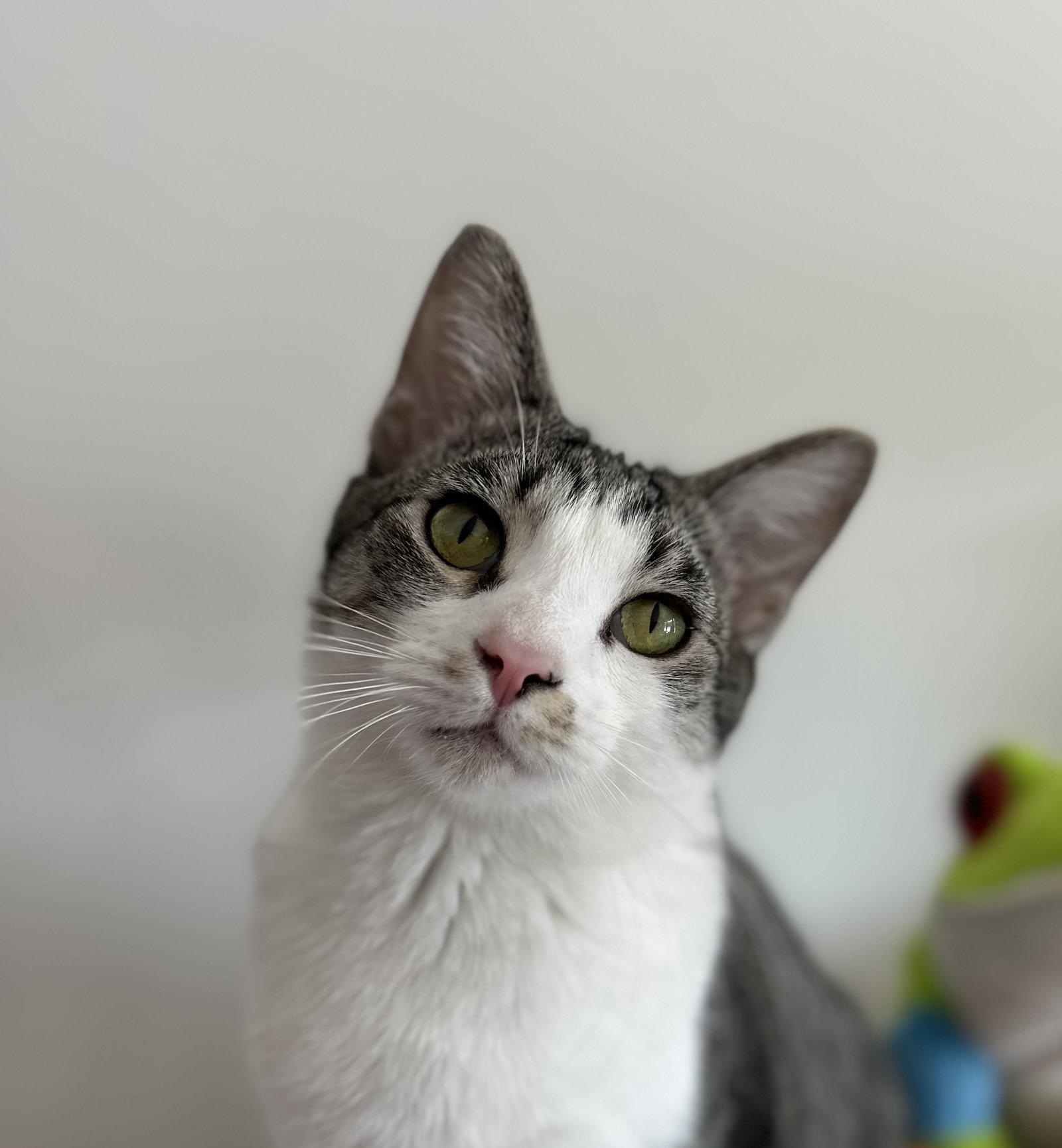 Benz, Adoptable, Young Male Tabby & Domestic Short Hair.