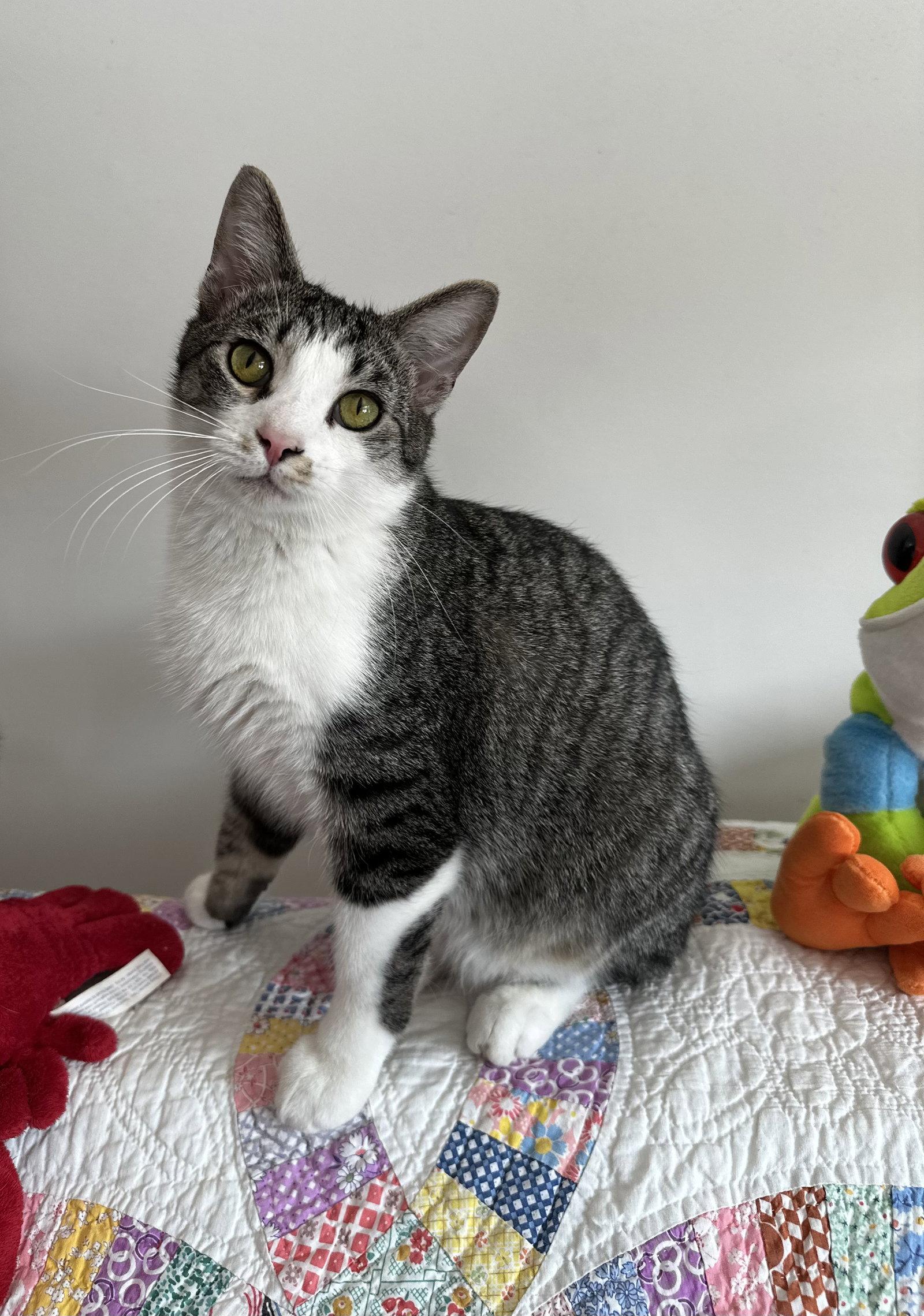 Enlarge Benz, a Adoptable mixed breed in Georgetown, KY image 3/3