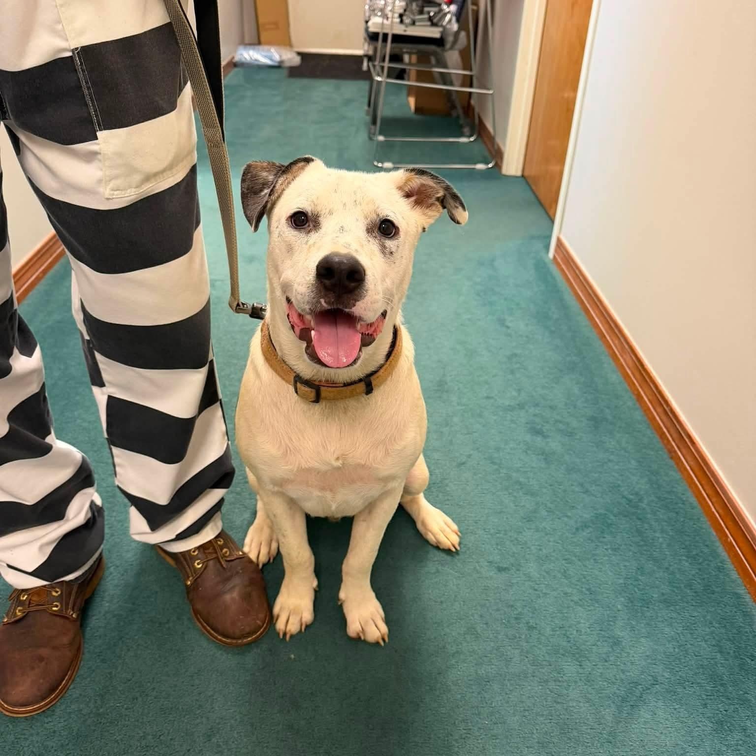 Lucas, Adoptable, Young Male American Bulldog.