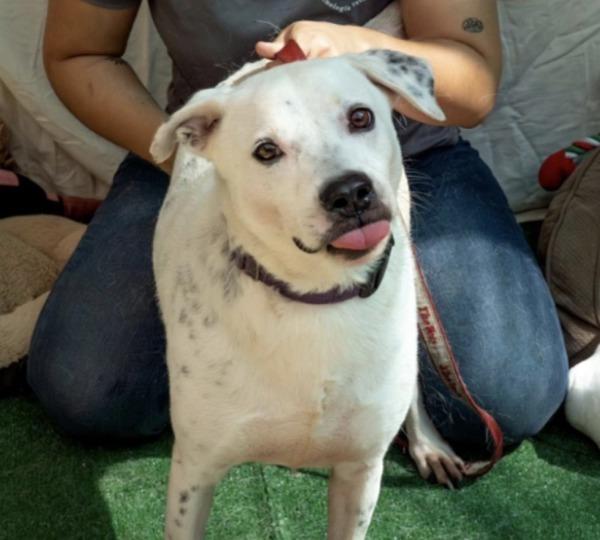 Enlarge Balboa, a Adoptable mixed breed in Atlantic City, NJ image 1/1