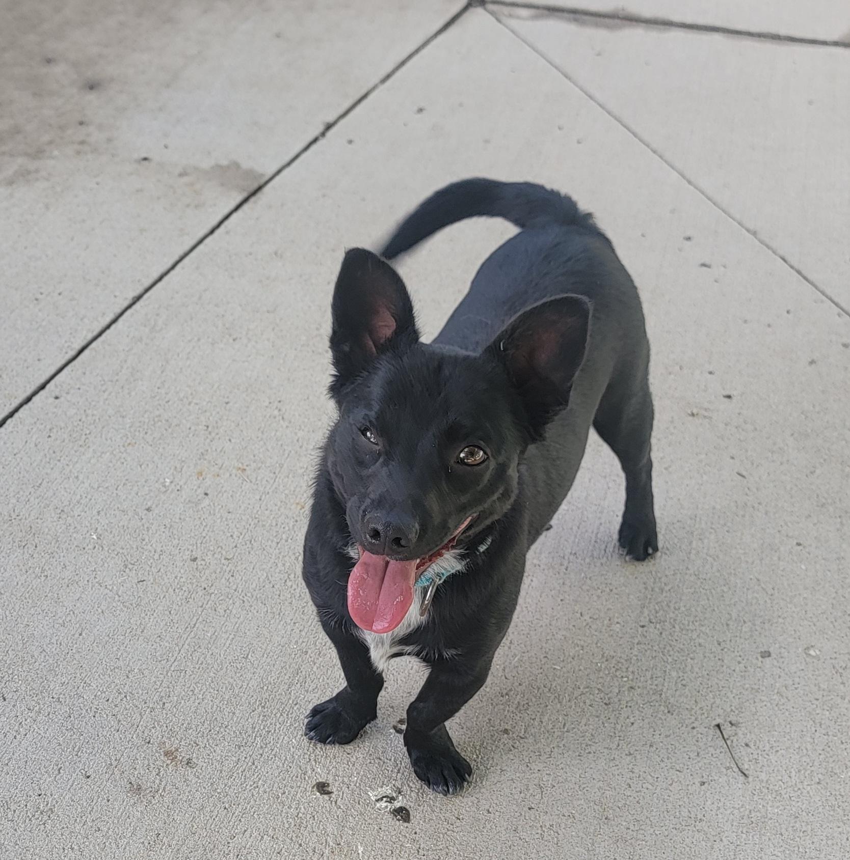 Stanley, a ADOPTABLE mixed breed in Pueblo, CO image 2/2
