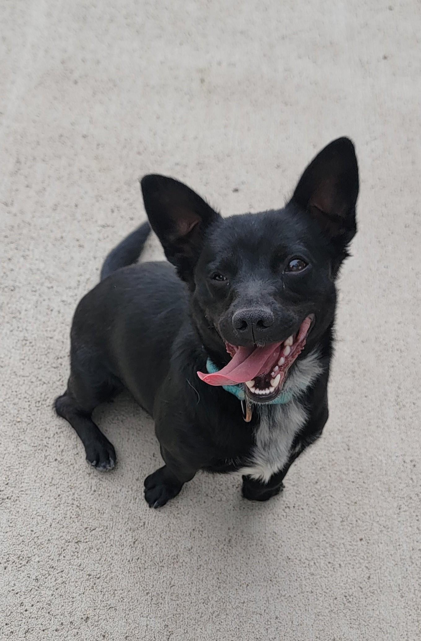 Stanley, ADOPTABLE, Young Male Chihuahua.
