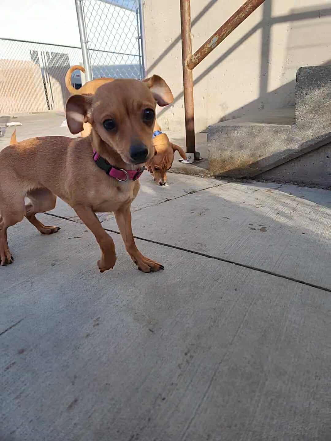 Sky, adopted, Puppy Female Chihuahua.