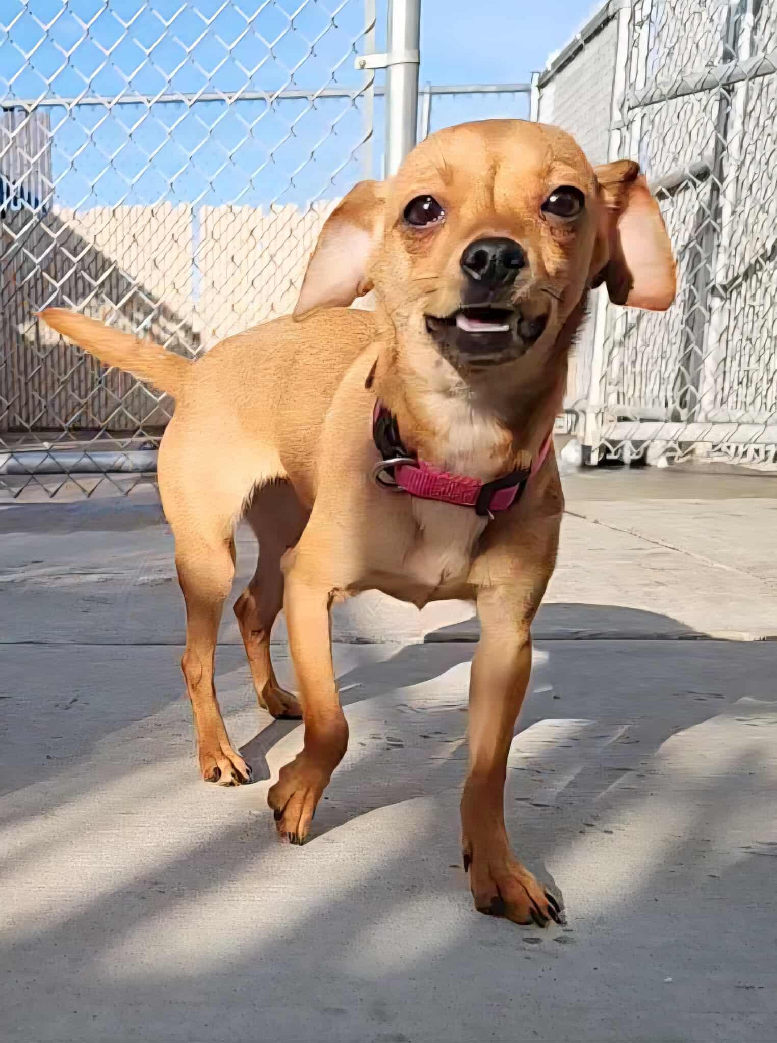 Enlarge Sky, an adopted mixed breed in La Salle, IL image 2/2