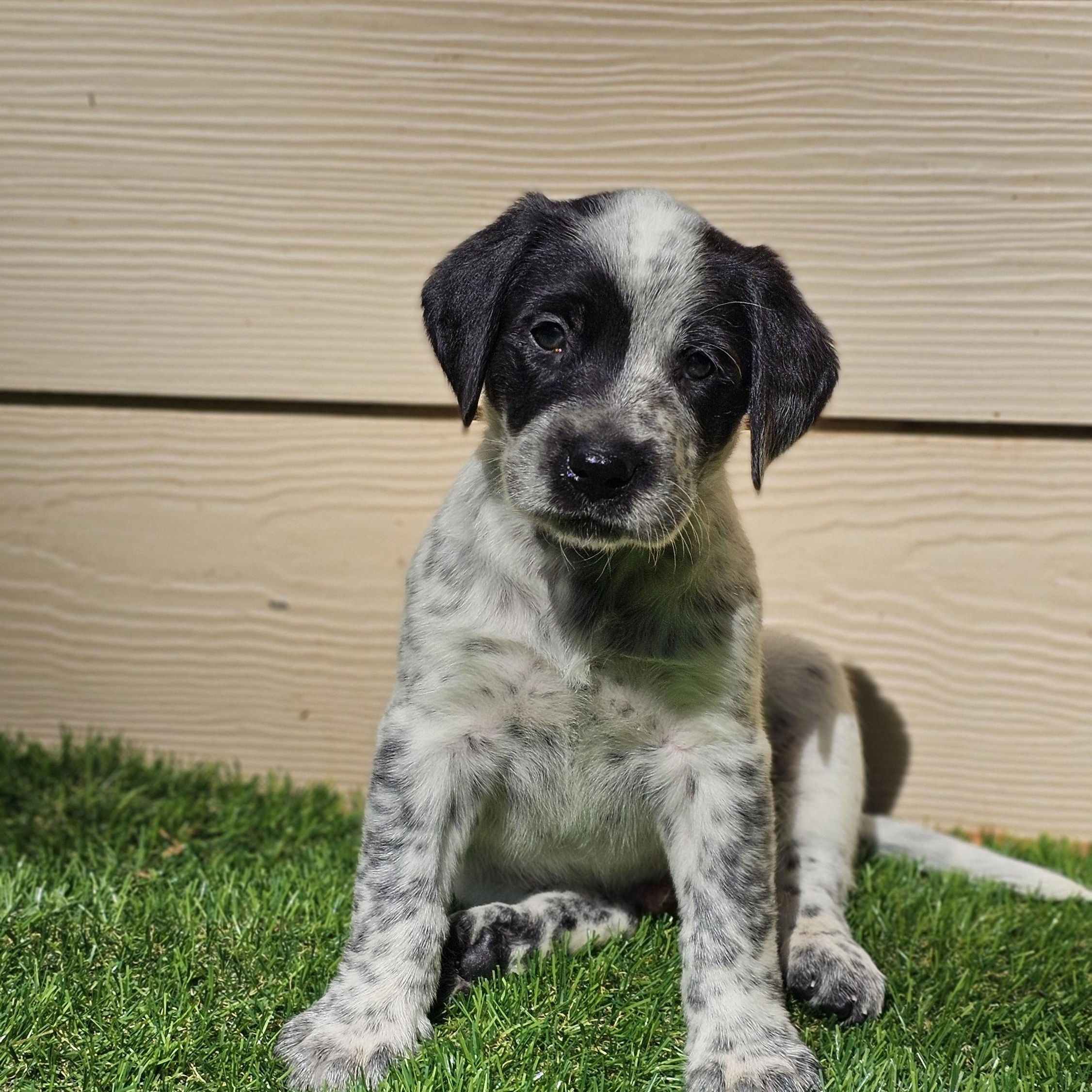 Atlas, an adopted mixed breed in Atlanta, GA image 1/2