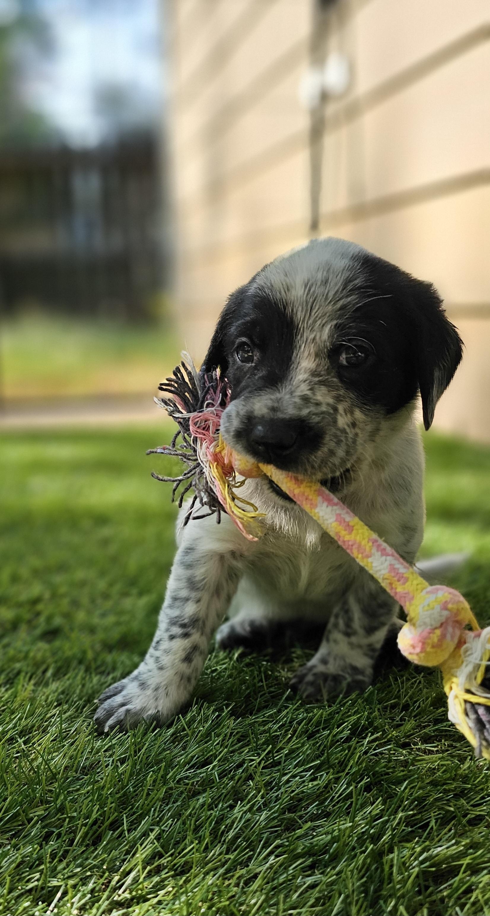 Atlas, an adopted mixed breed in Atlanta, GA image 2/2