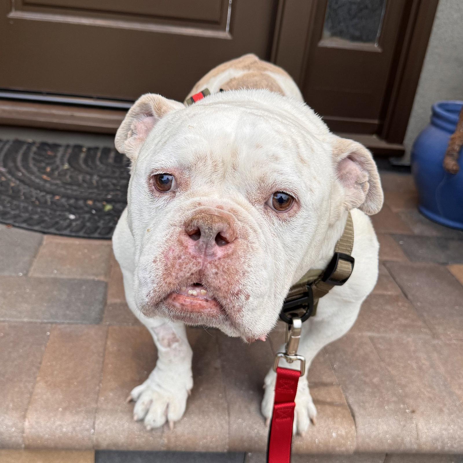 Charlie Chapo, Adoptable, Senior Male American Bulldog & American Bulldog.