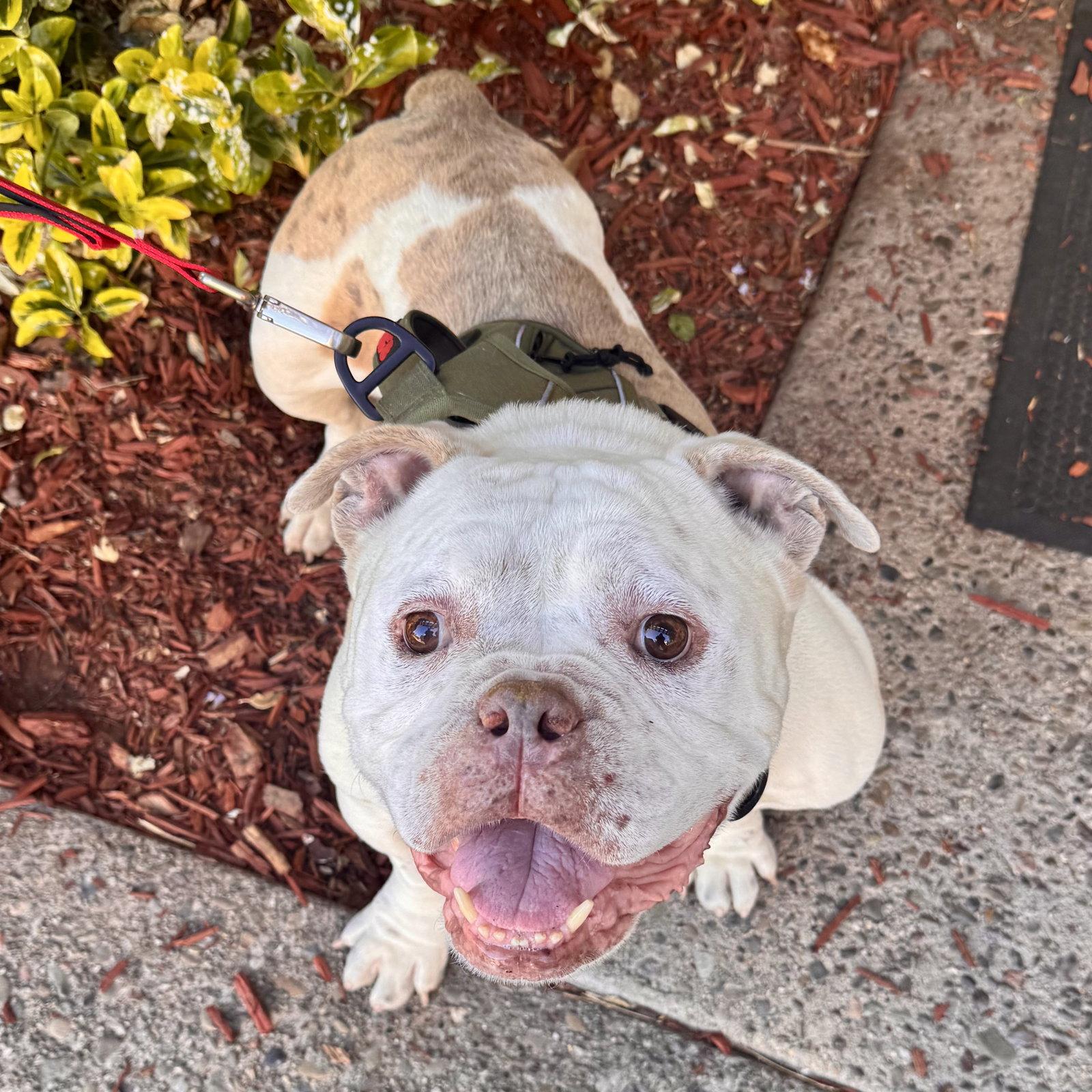 Enlarge Charlie Chapo, a Adoptable mixed breed in Santa Clara, CA image 3/3