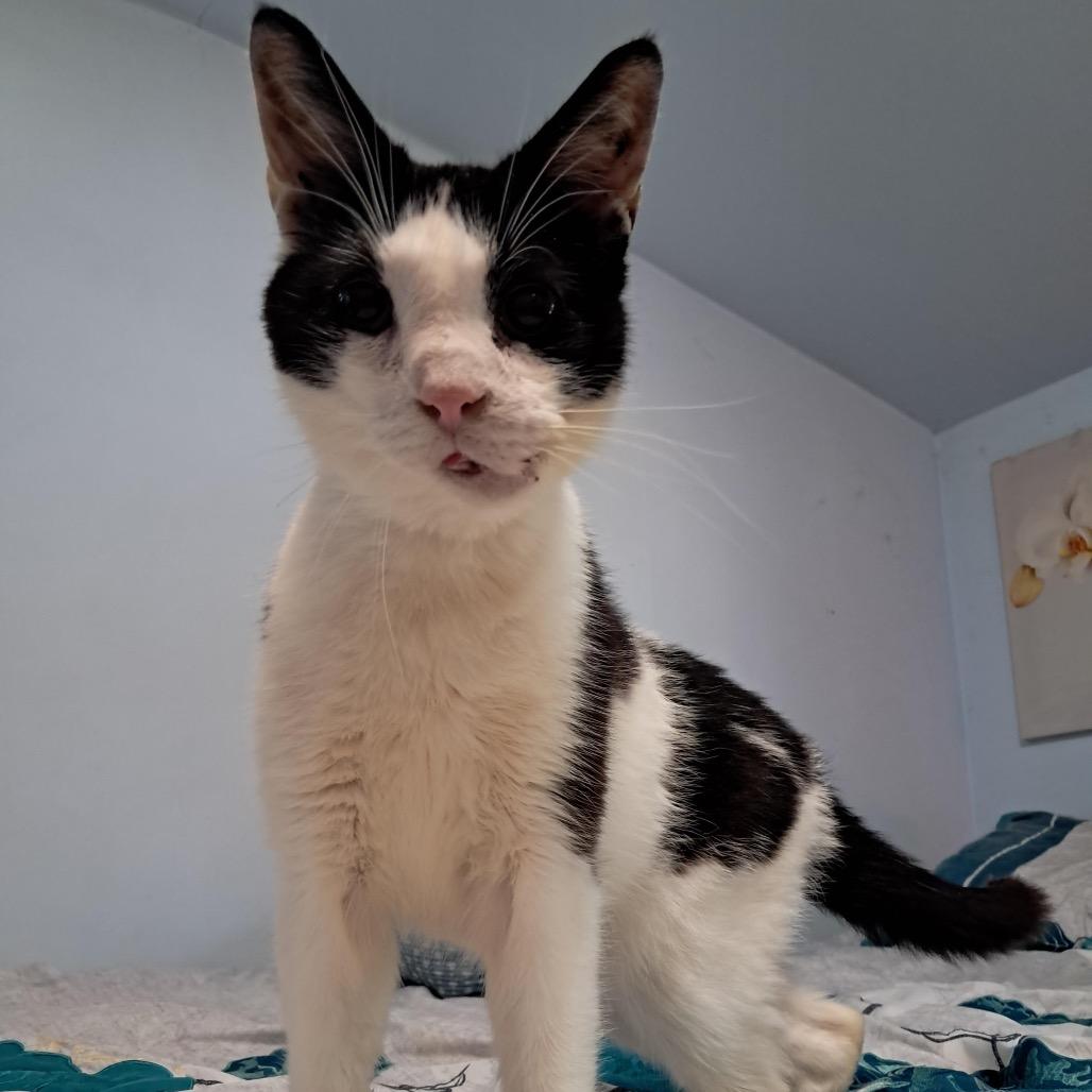 Cuddles C12104, Adoptable, Adult Male Domestic Short Hair.