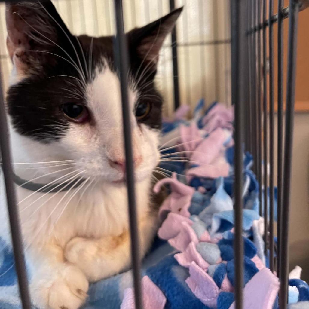 Enlarge Cuddles C12104, a Adoptable Domestic Short Hair in Princeton, MN image 2/6