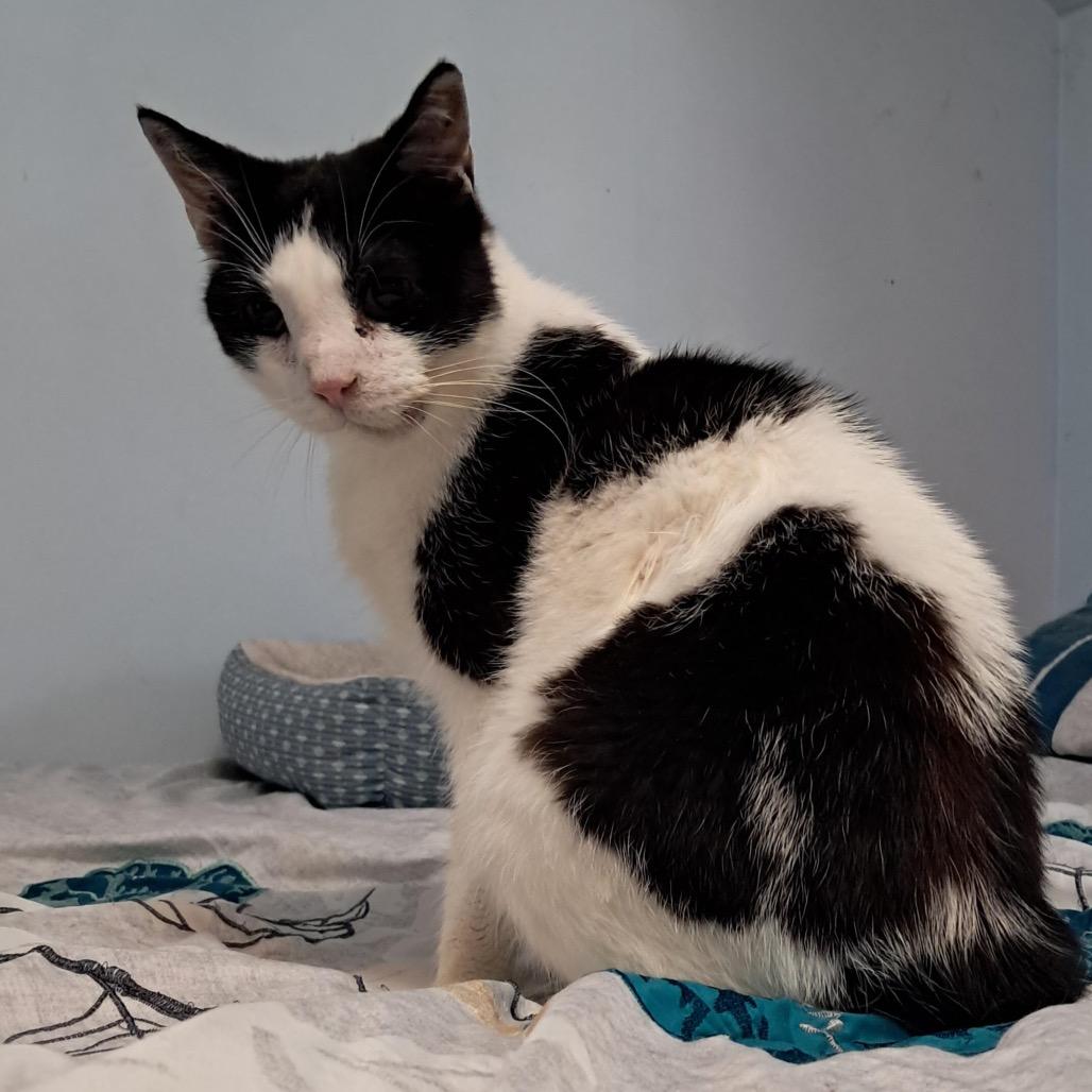 Enlarge Cuddles C12104, a Adoptable Domestic Short Hair in Princeton, MN image 5/6