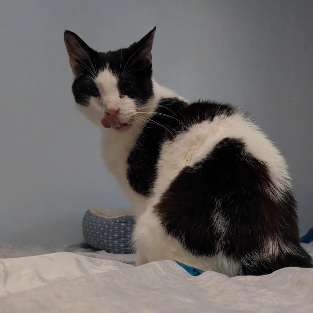 Enlarge Cuddles C12104, a Adoptable Domestic Short Hair in Princeton, MN image 6/6