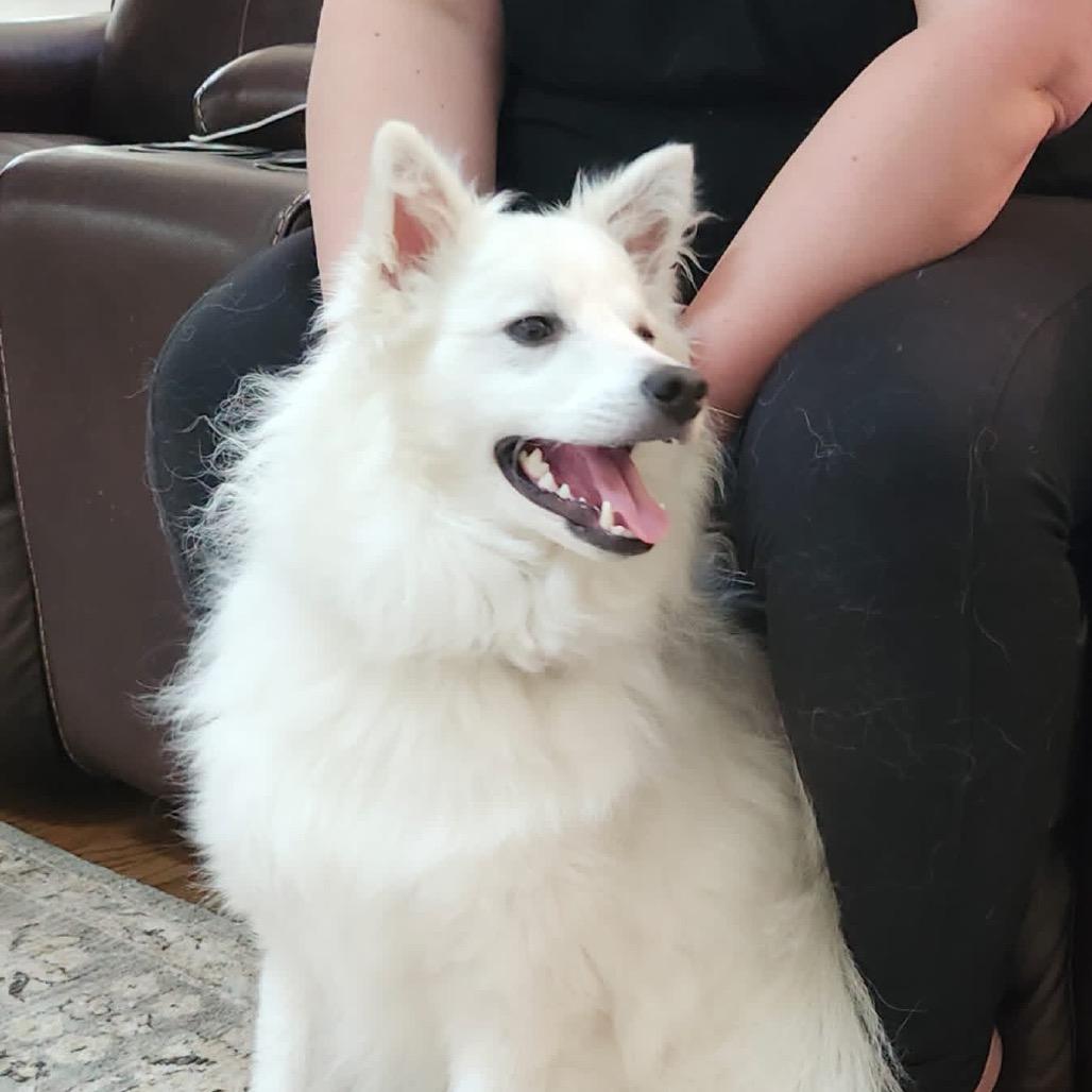 Kumo, Adoptable, Adult Male American Eskimo Dog.