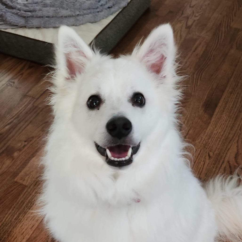Enlarge Kumo, a Adoptable American Eskimo Dog in Peculiar, MO image 2/3