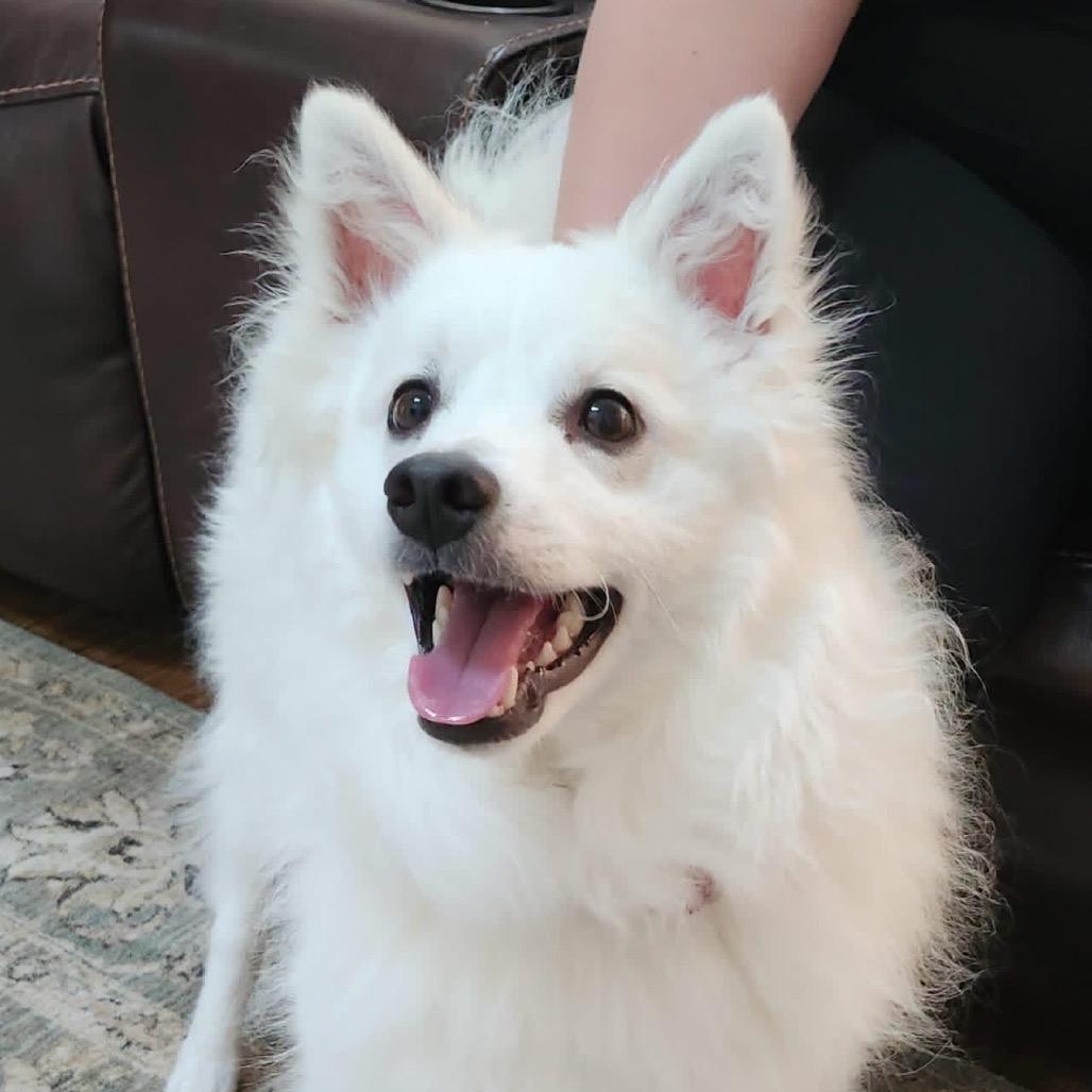 Enlarge Kumo, a Adoptable American Eskimo Dog in Peculiar, MO image 3/3