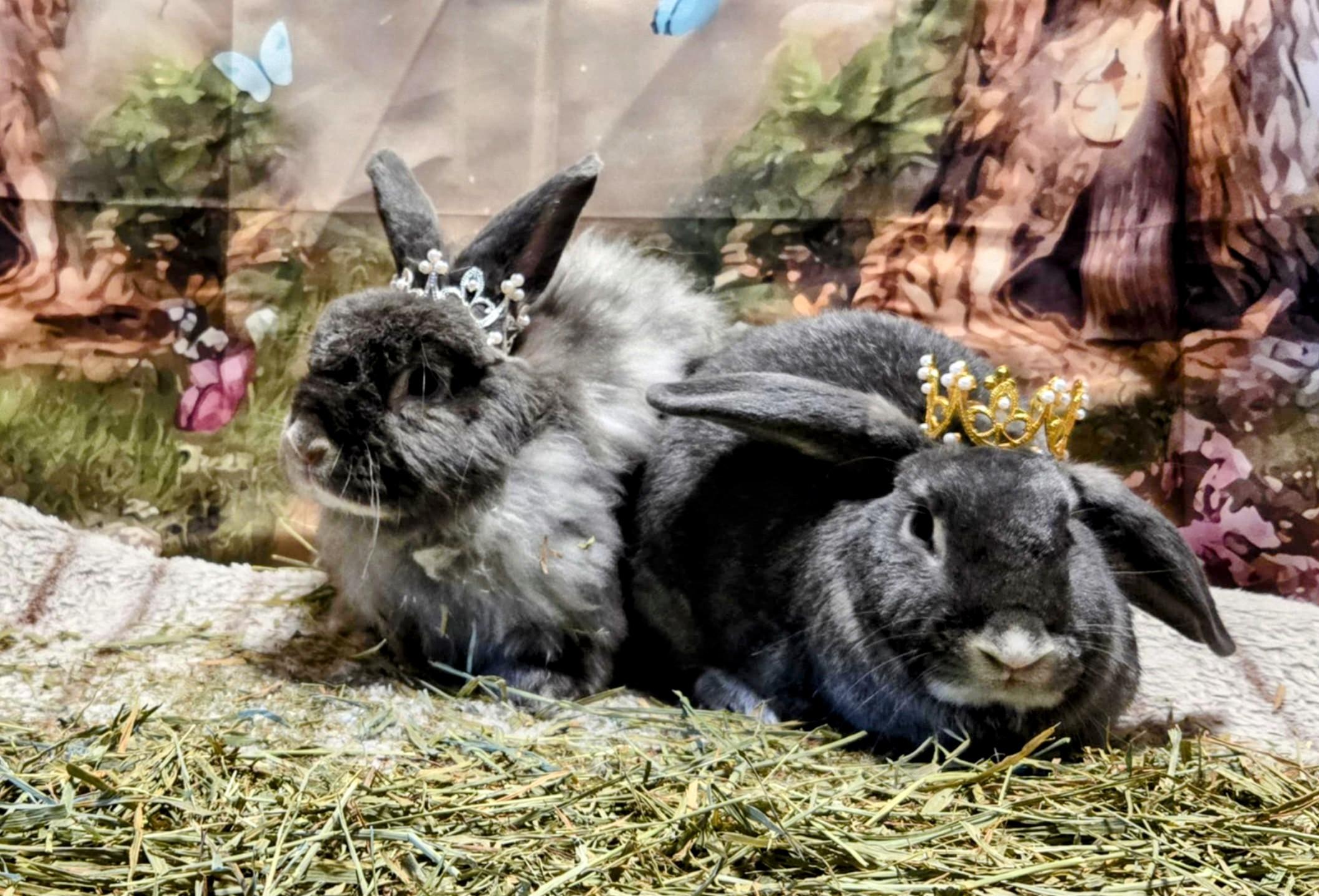 Crimson (m) and Clover (f), Adoptable, Adult Female Angora Rabbit & Mini Lop.