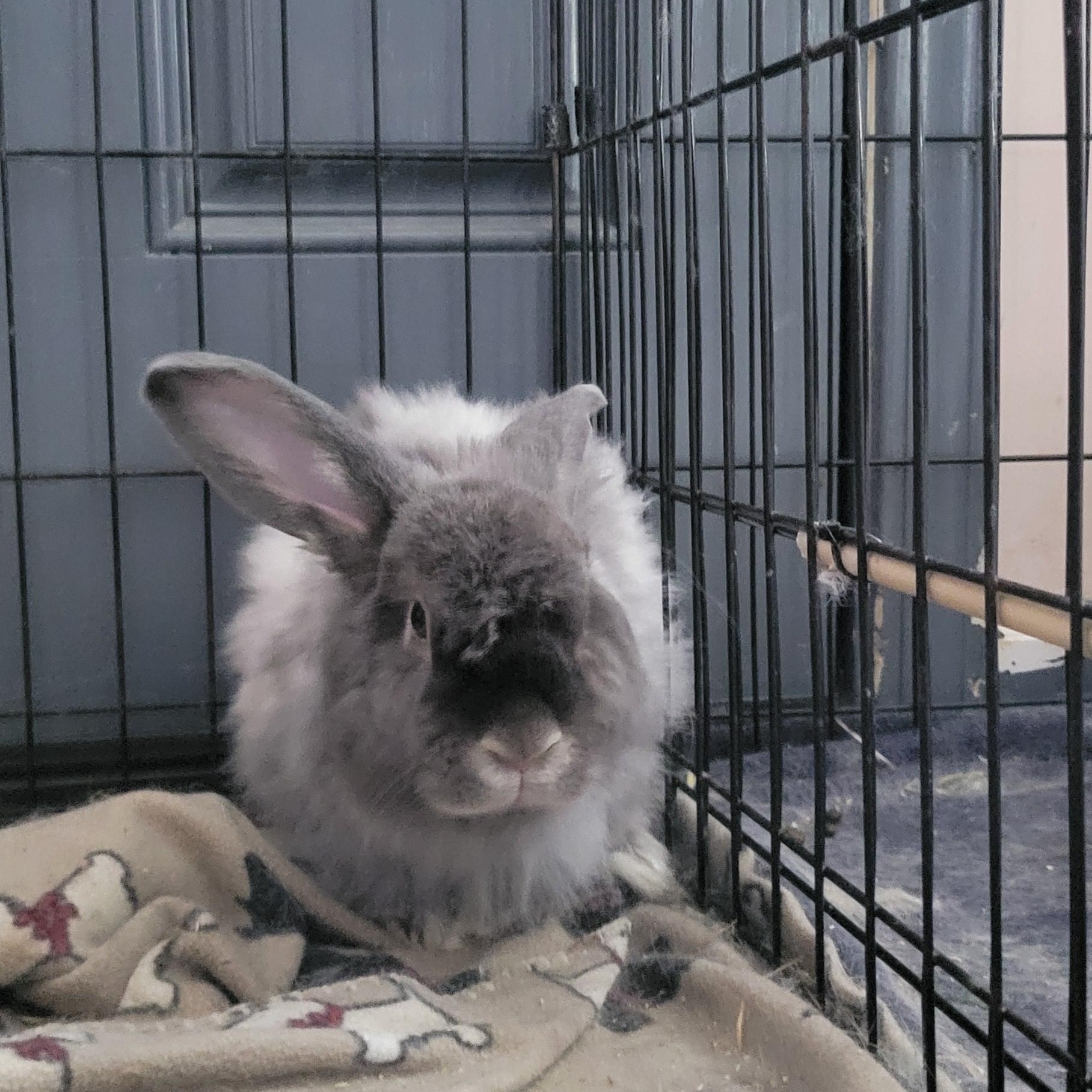 Enlarge Crimson (m) and Clover (f), a Adoptable mixed breed in Seminary, MS image 3/5