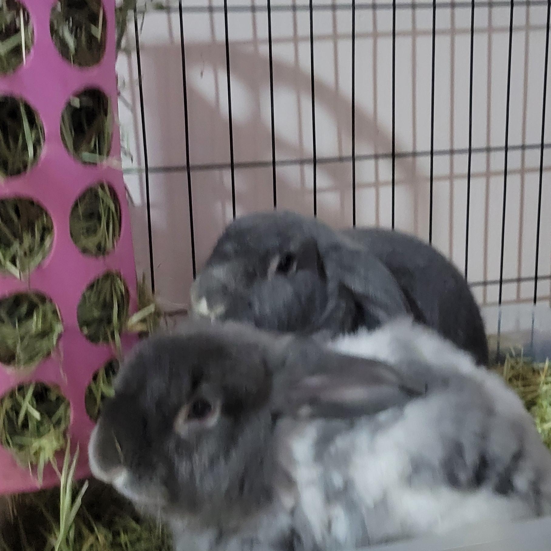 Enlarge Crimson (m) and Clover (f), a Adoptable mixed breed in Seminary, MS image 4/5