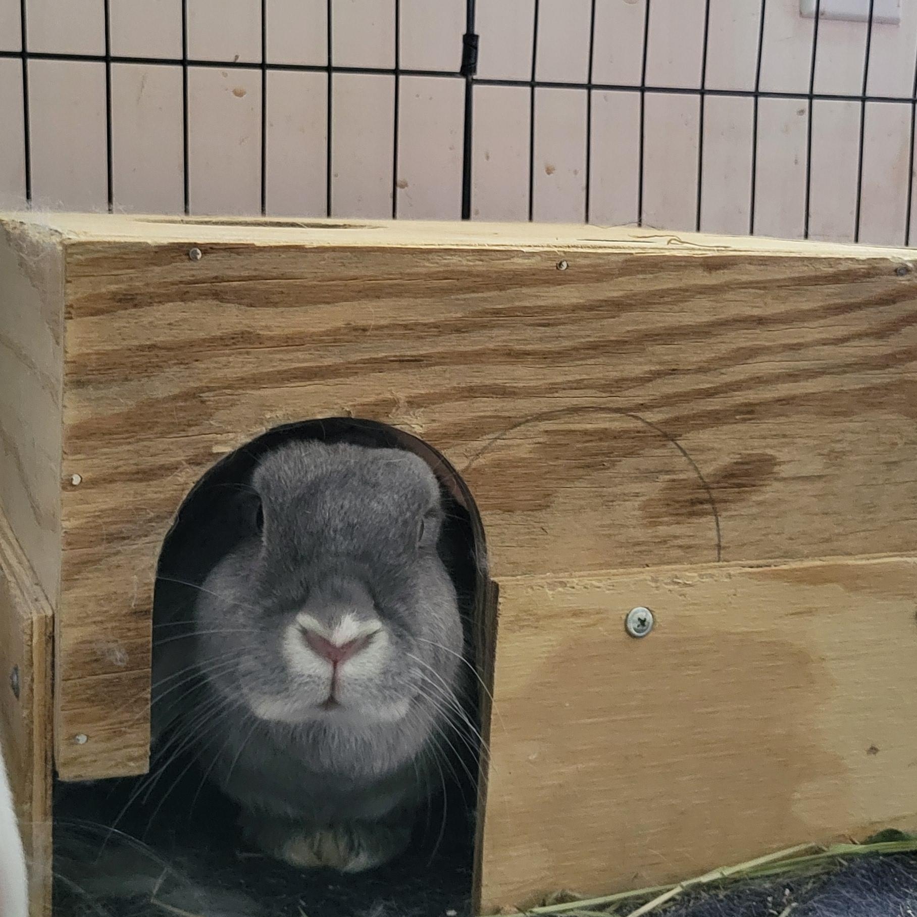 Enlarge Crimson (m) and Clover (f), a Adoptable mixed breed in Seminary, MS image 2/5